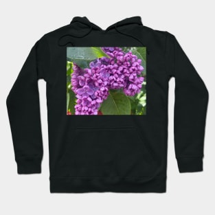 The Magic Scent of the Lilac Flower Hoodie